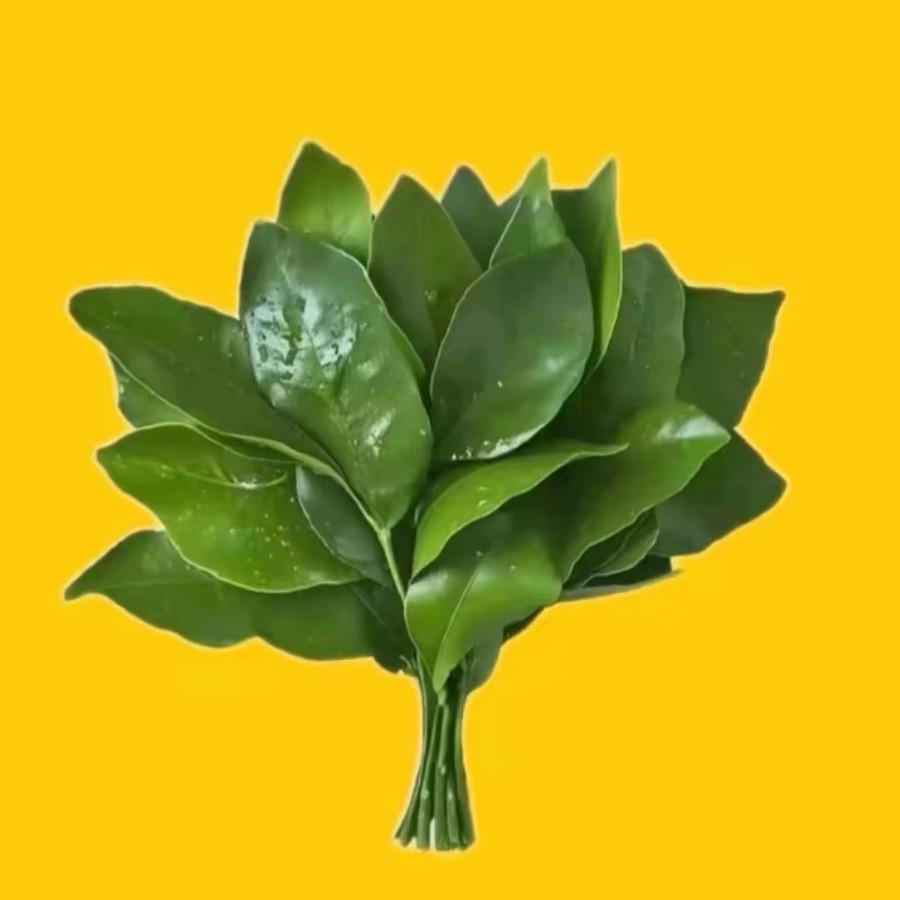 @树上有只熊