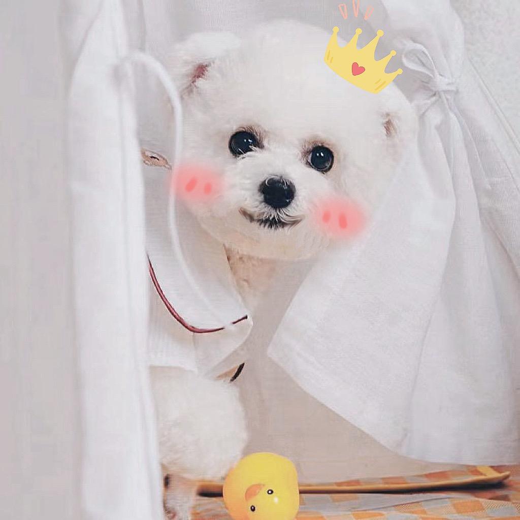 豆豆是比熊