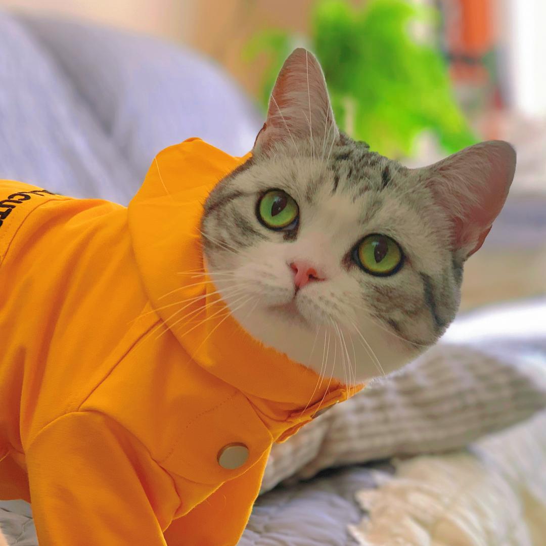 小咕啾的猫