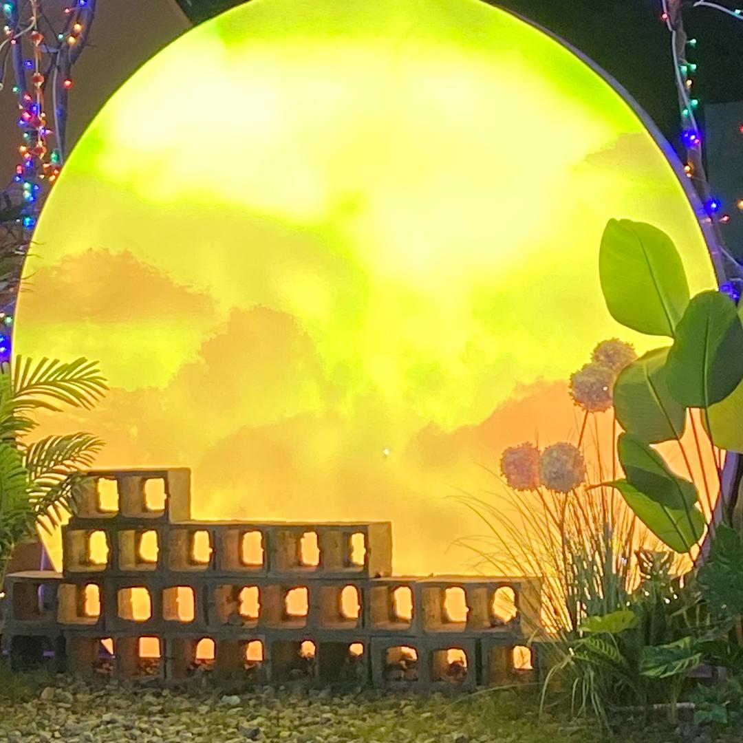 君子兰之花