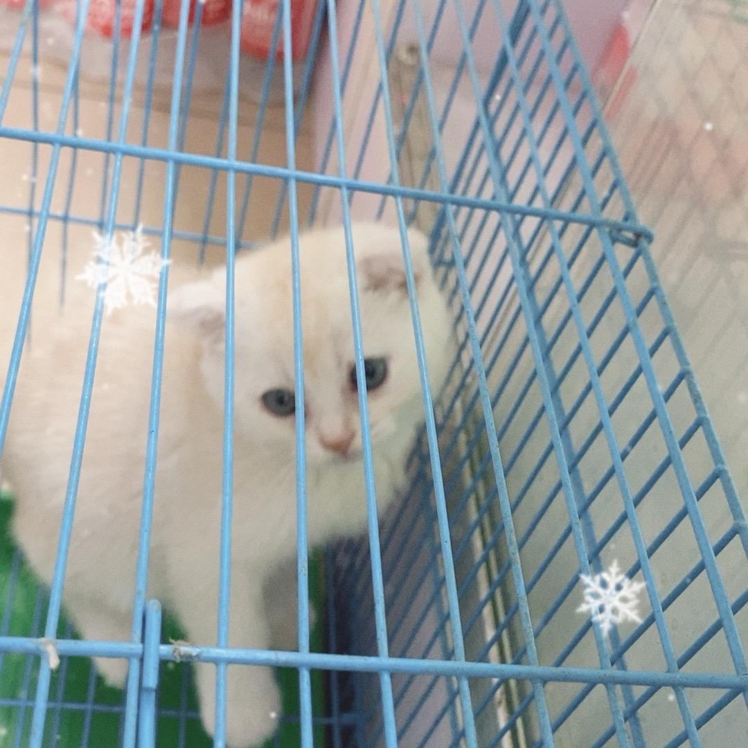 可乐🐈
