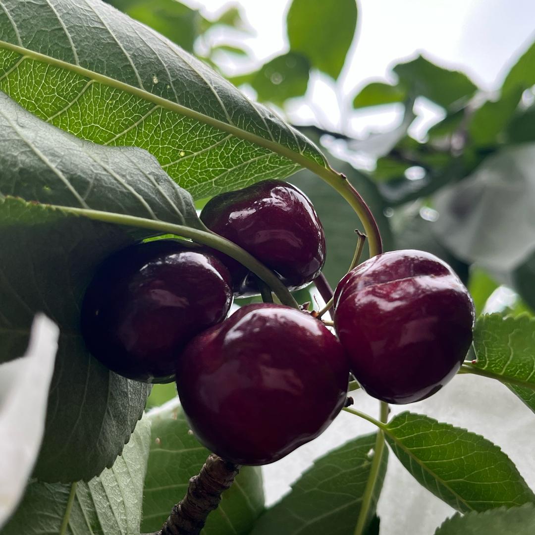 山野小甜🍒