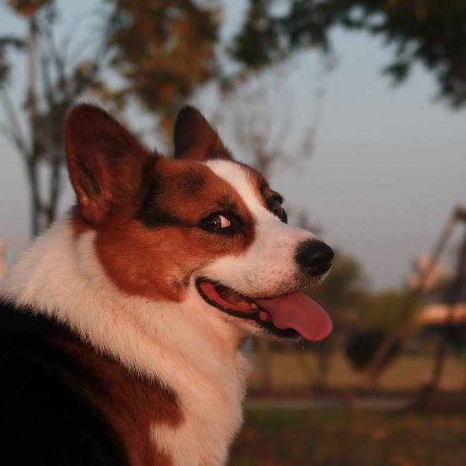 狗子大朗