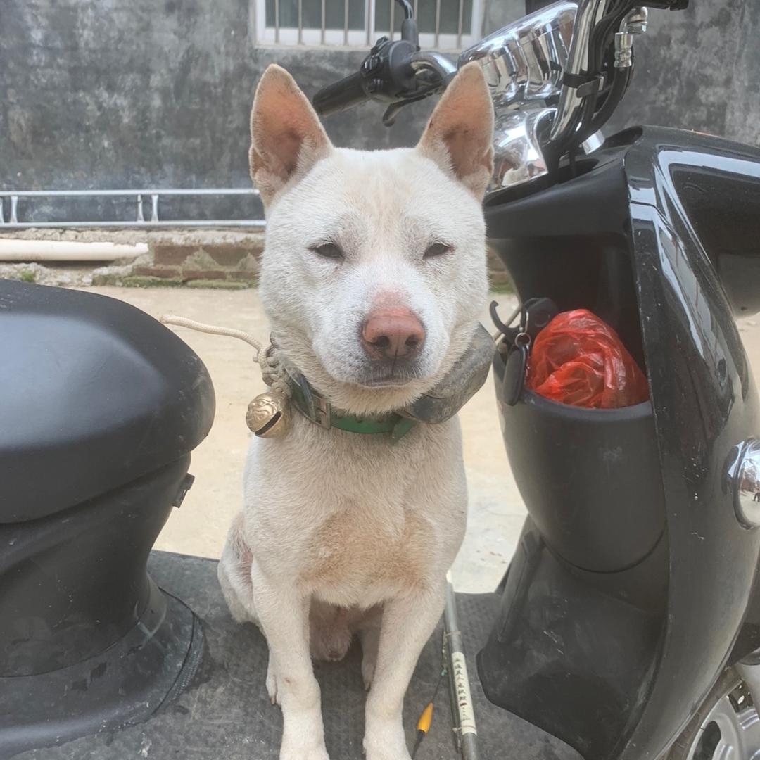 东安战神啊😓蓝斑红斑犬
