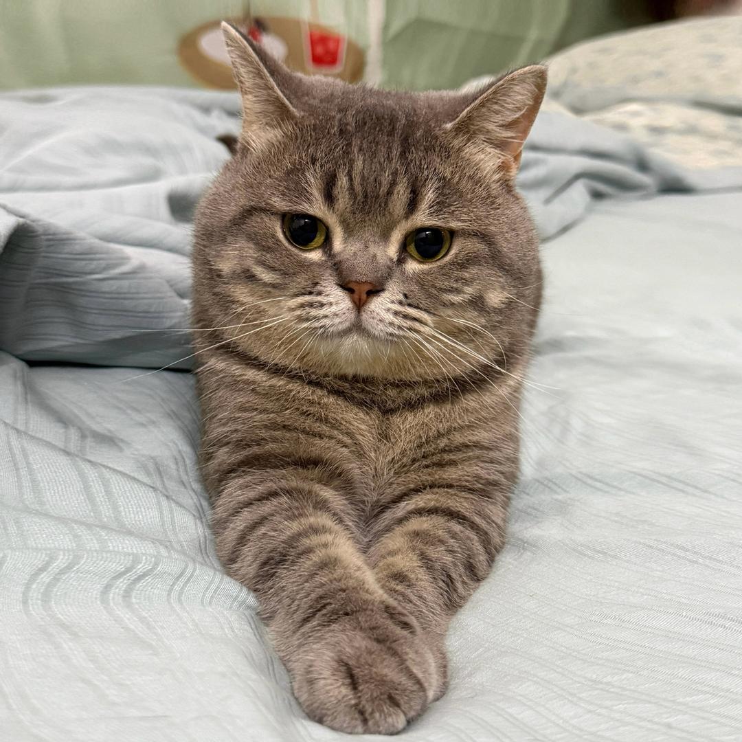 小胖不胖