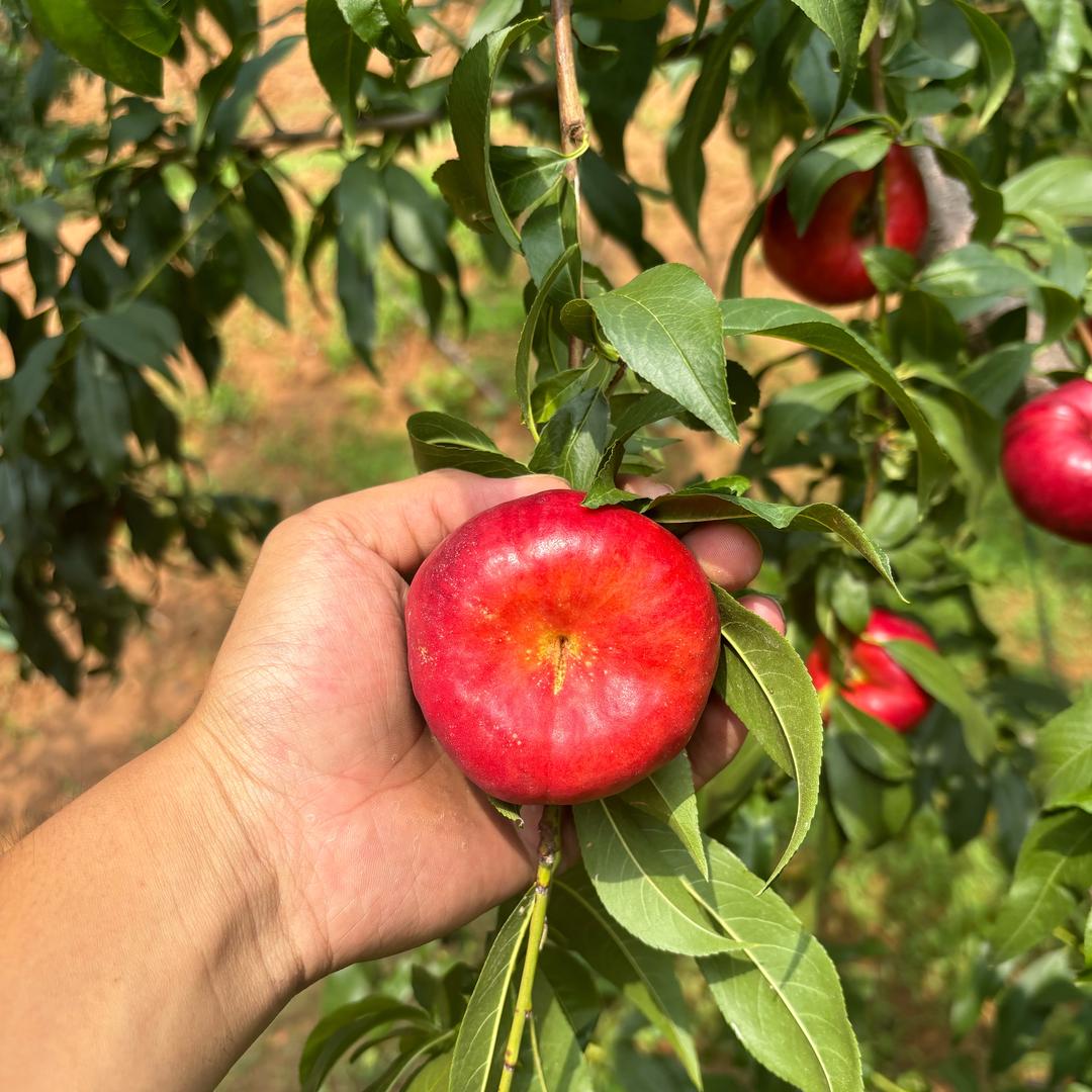 肥城市刘台亮丽家庭农场