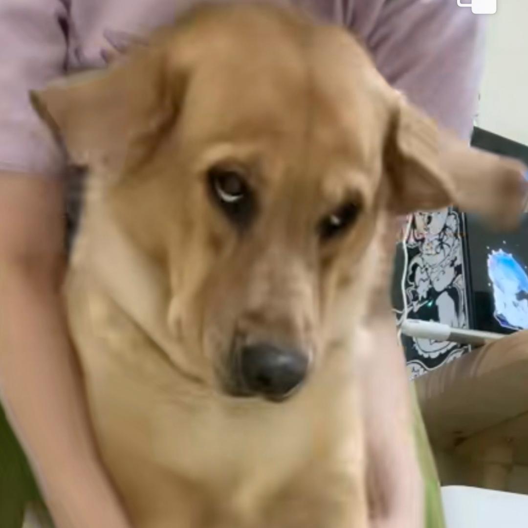 多多是只拉不拉二哈