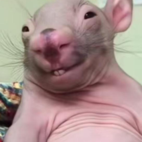 可以