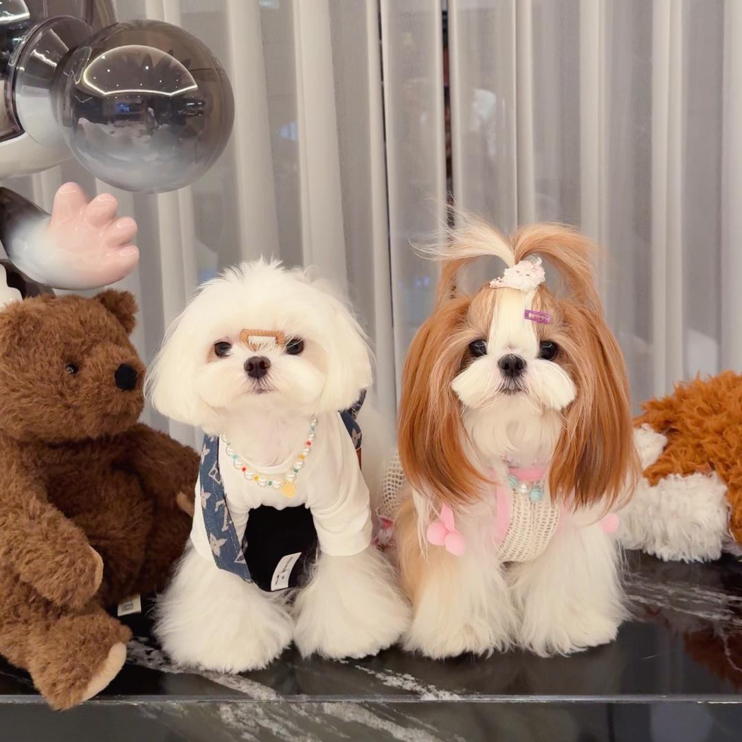西施犬嘟嘟🐶
