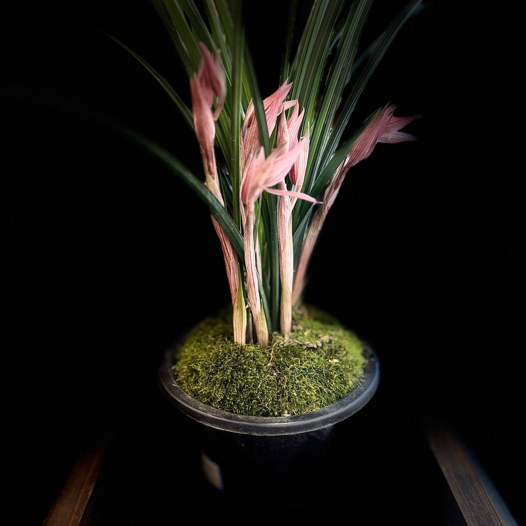 清清酥油茶🌸