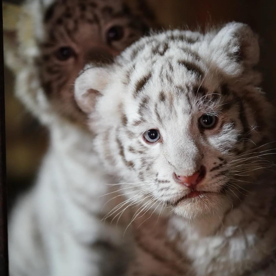 文宣阁主～北石