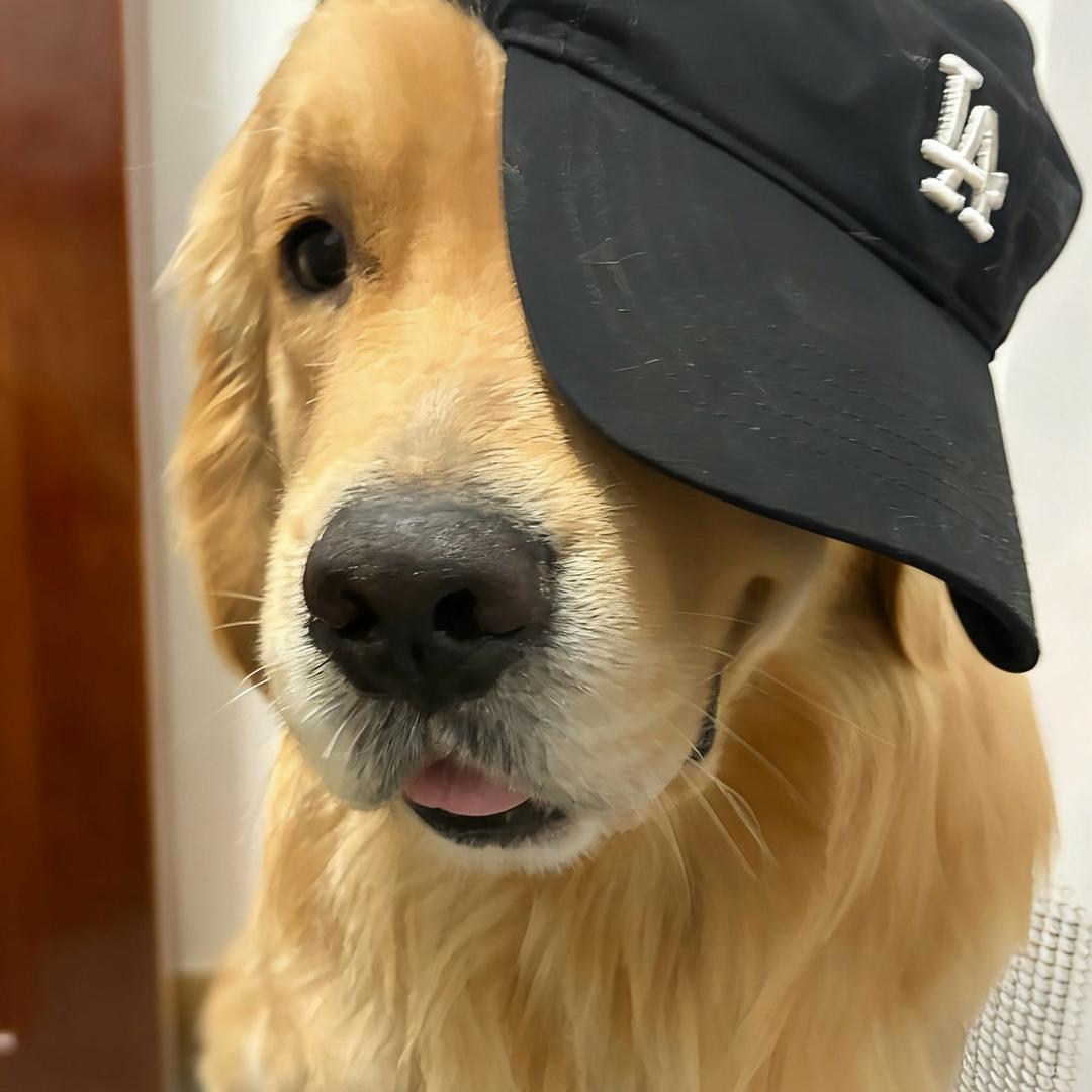 开心是大头金毛