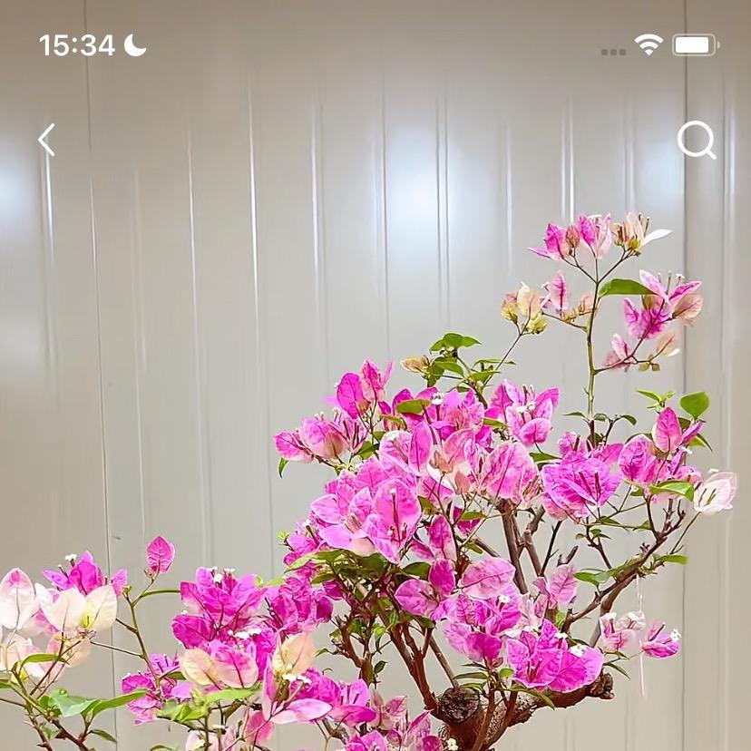 润园花卉