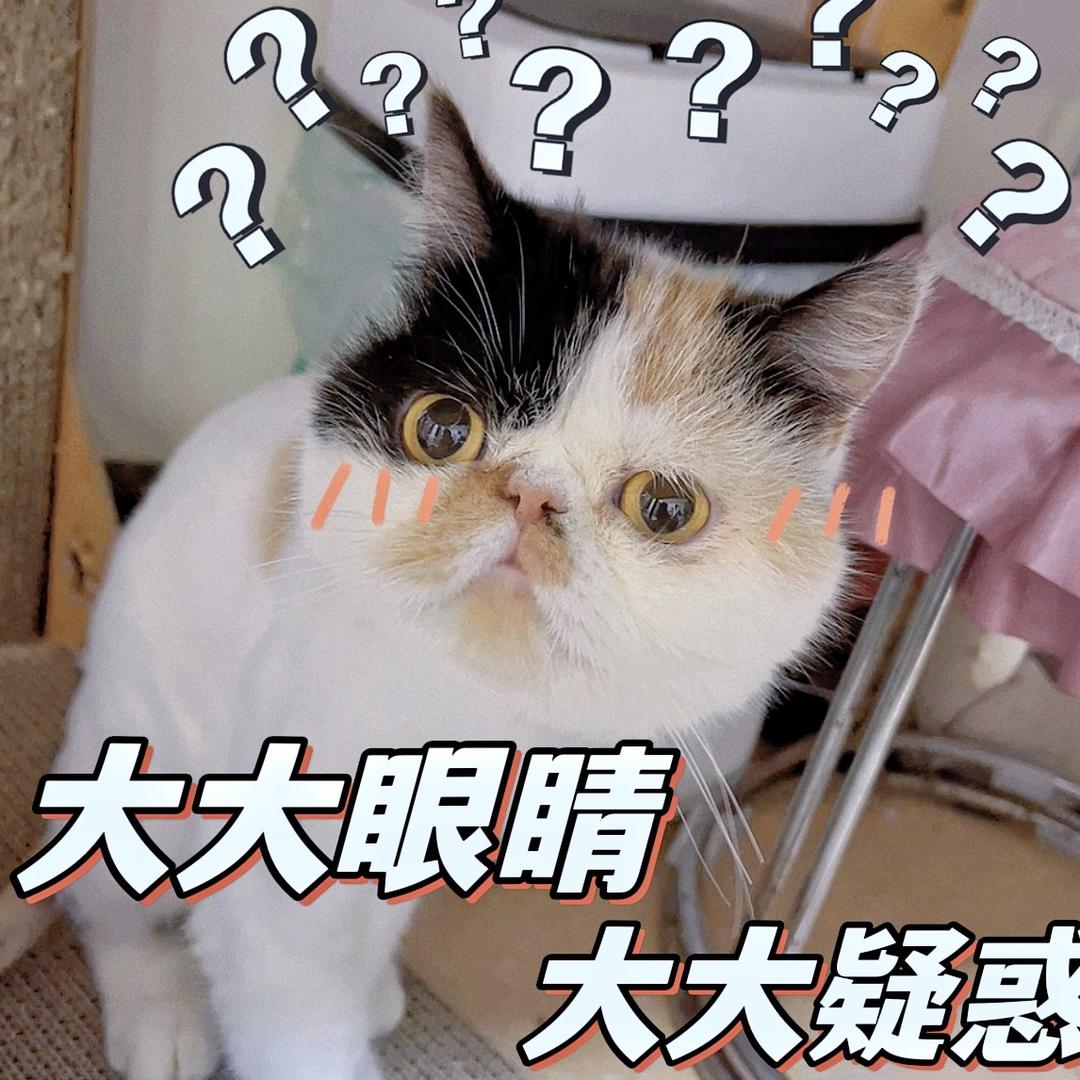 然小然有好多喵