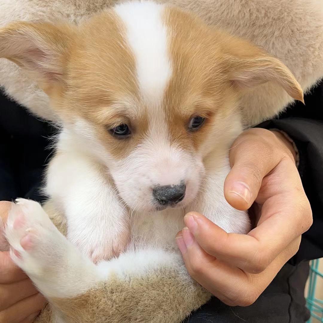香菜🐶