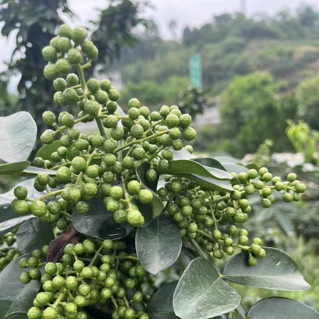 李市霖诺农业花椒种植