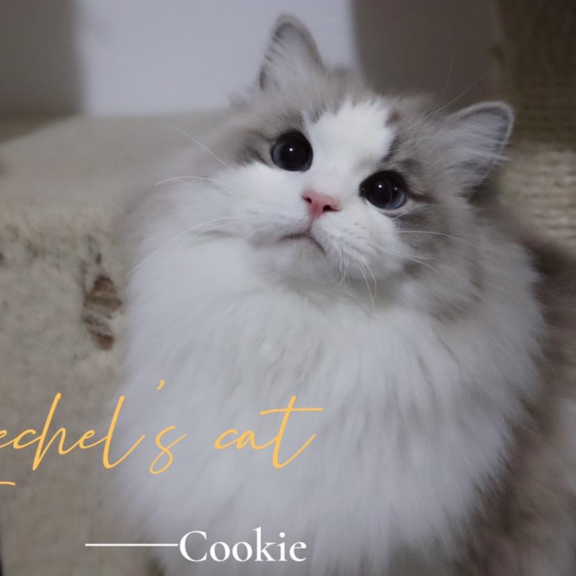 Lechel’s cat