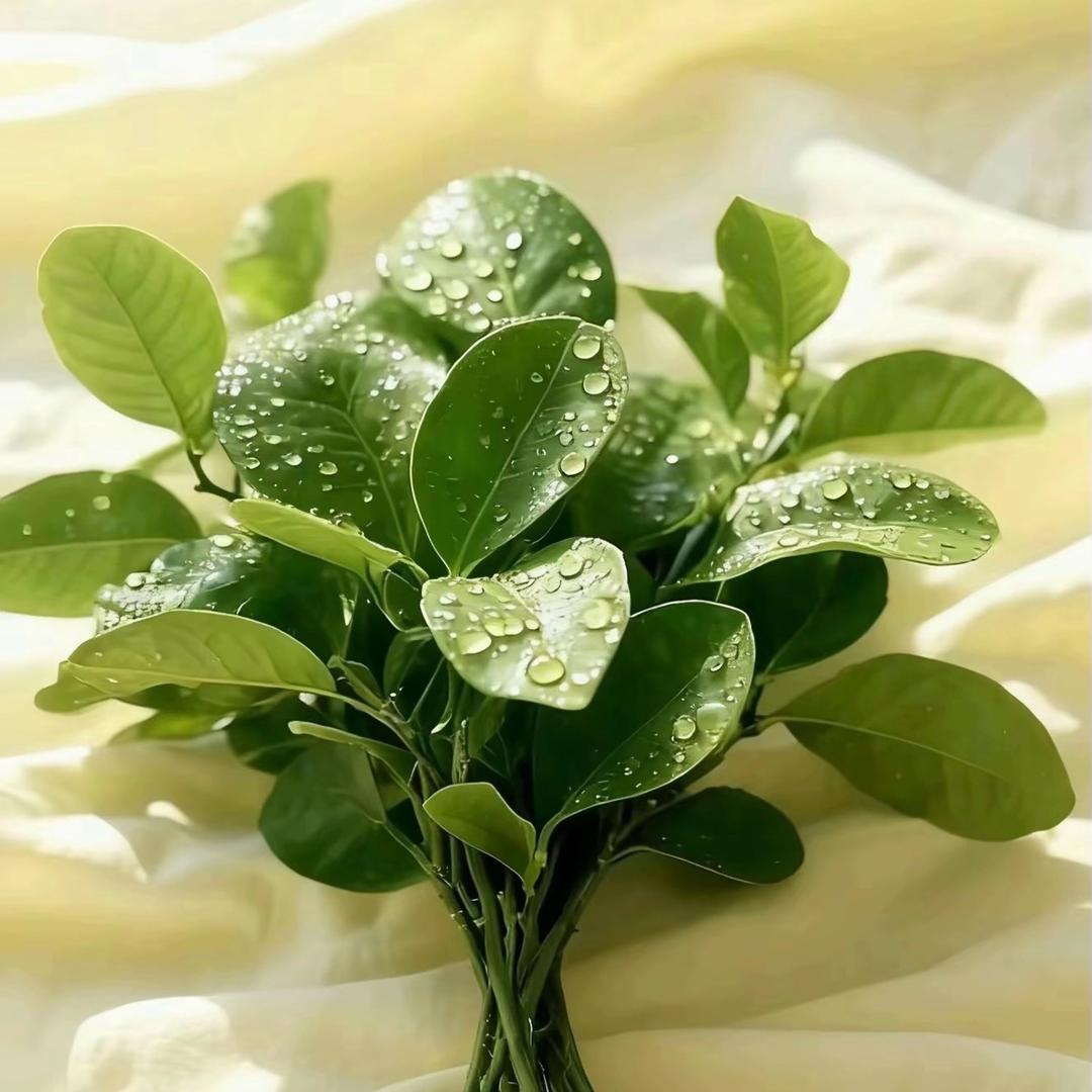 ︋︋︋ㅤ  ︋︋︋ㅤ