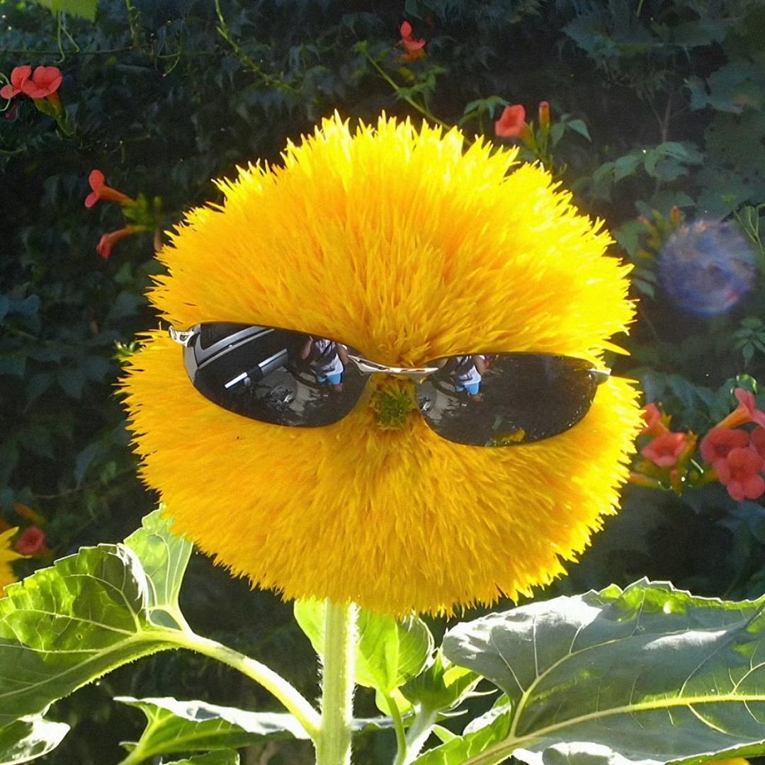 隐姓埋名刘亦菲