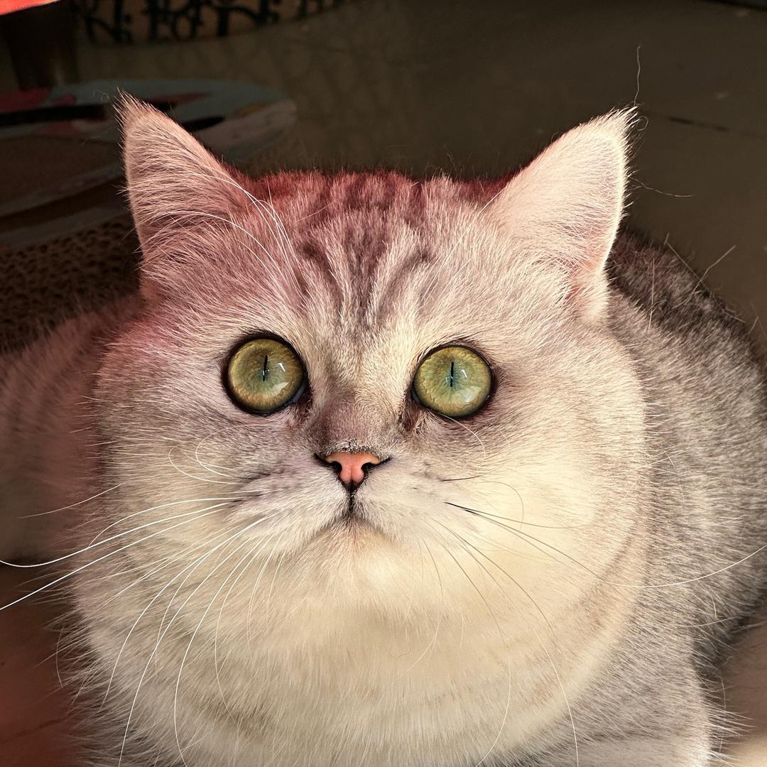 招财喵七条🐈