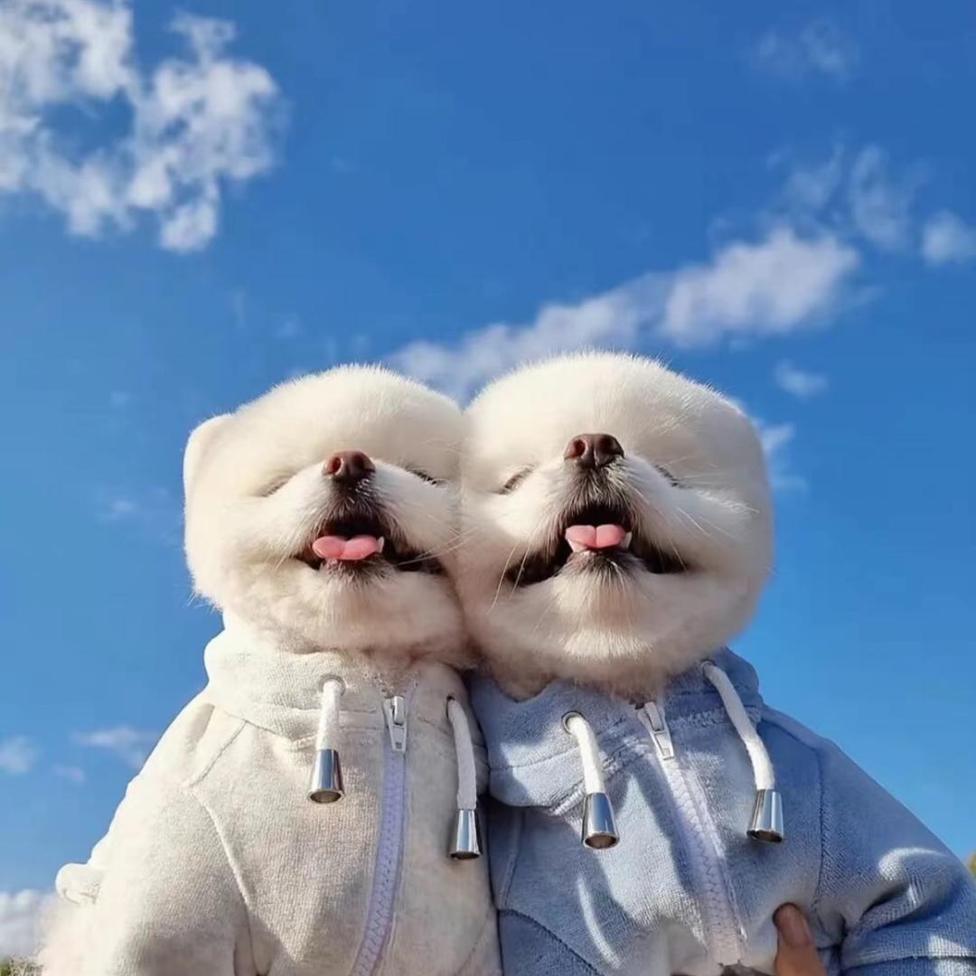 小爱萌宠