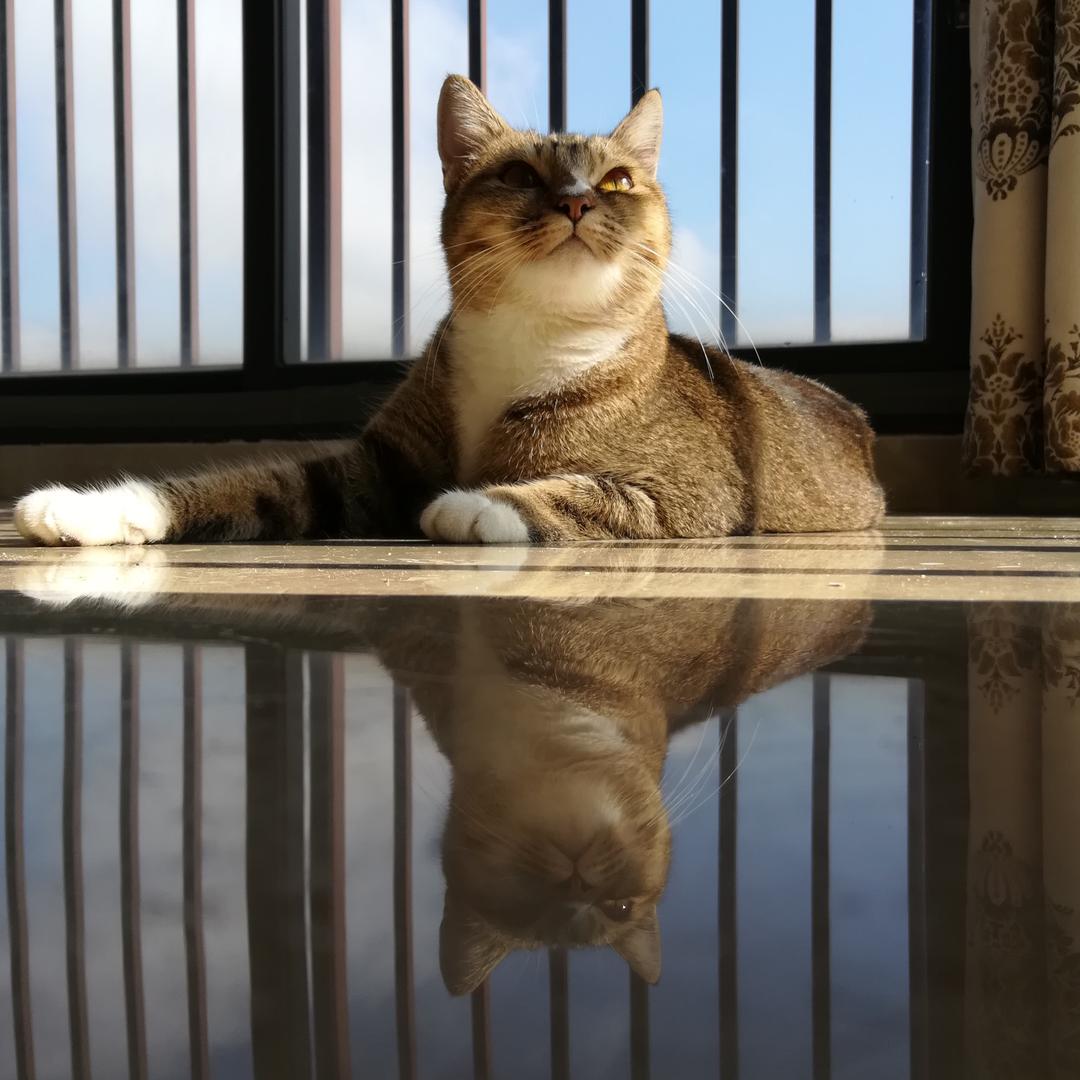 喵小昭