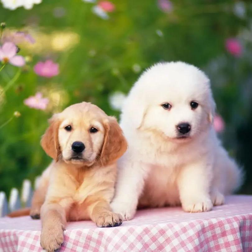 🦴🦴蜜糖🍖🍖