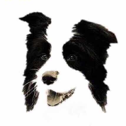 白沙白沙大白鲨