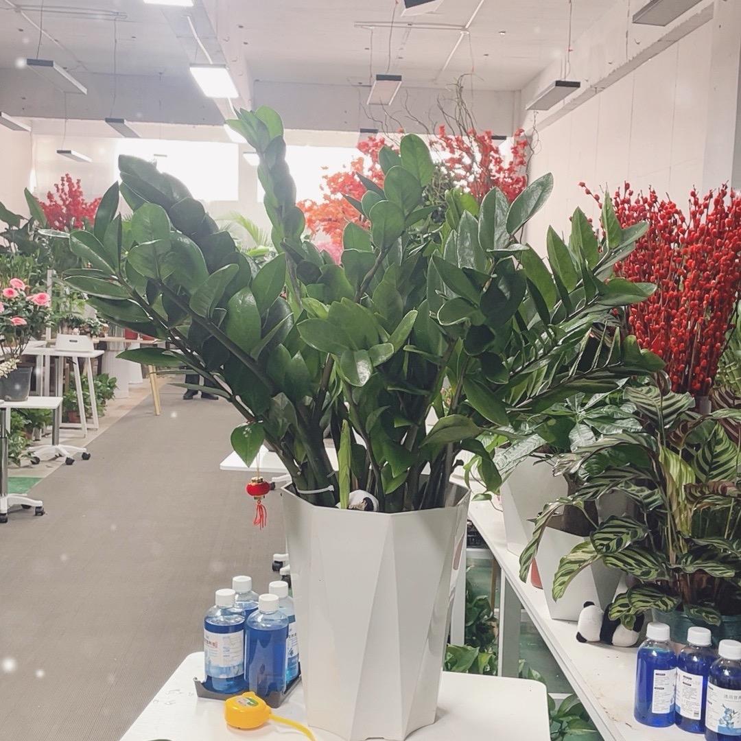 域见美好绿植8397