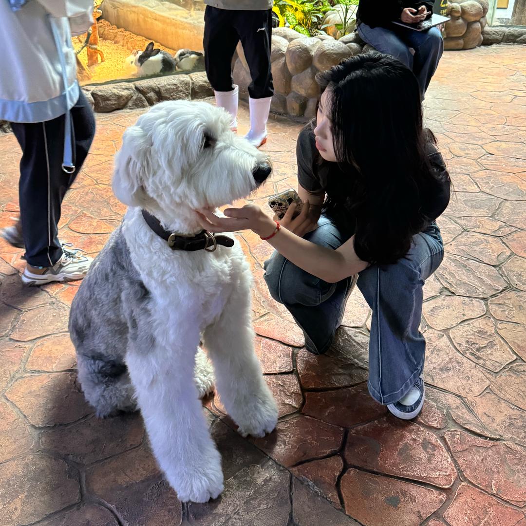 巧克力脑袋.（四巡有票版）