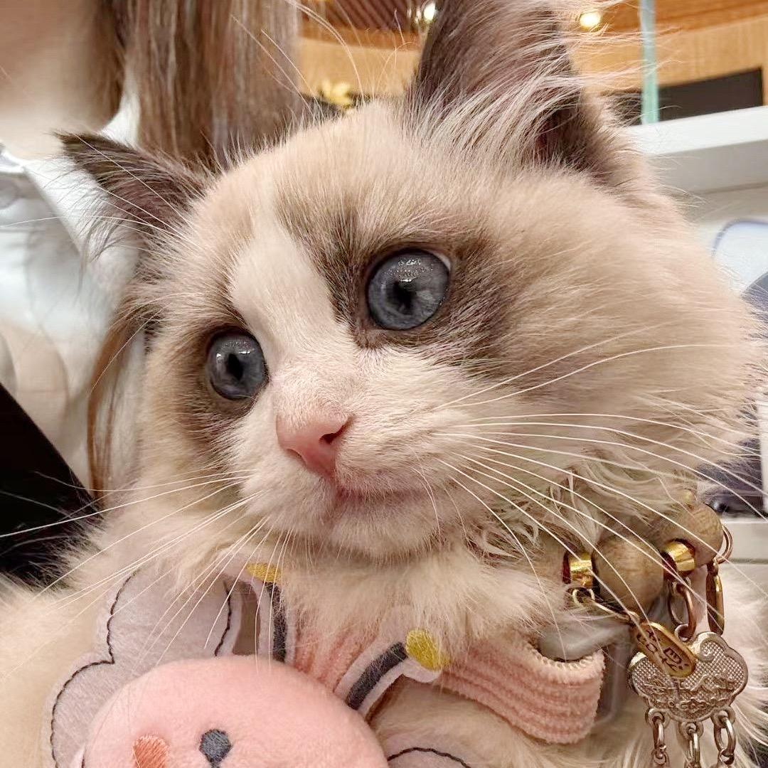 🐾尊嘟很帅🐈‍⬛