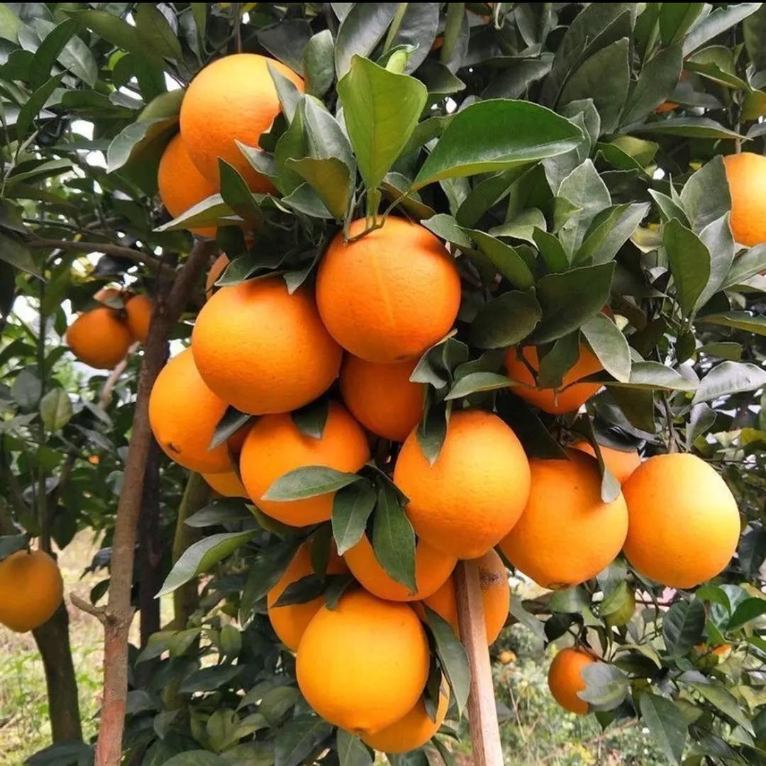 赣南脐橙文东果园3