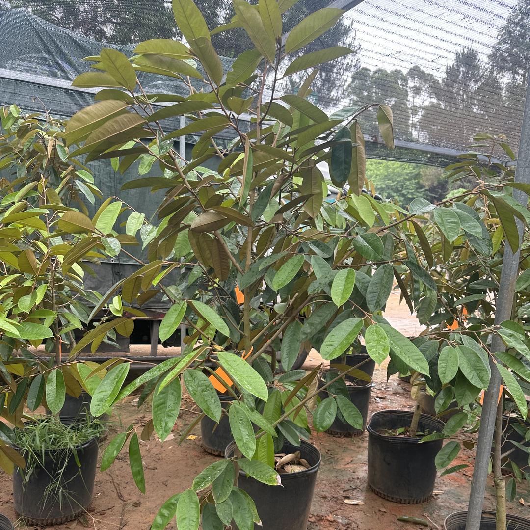 采蘩赞诚果树苗木专卖店
