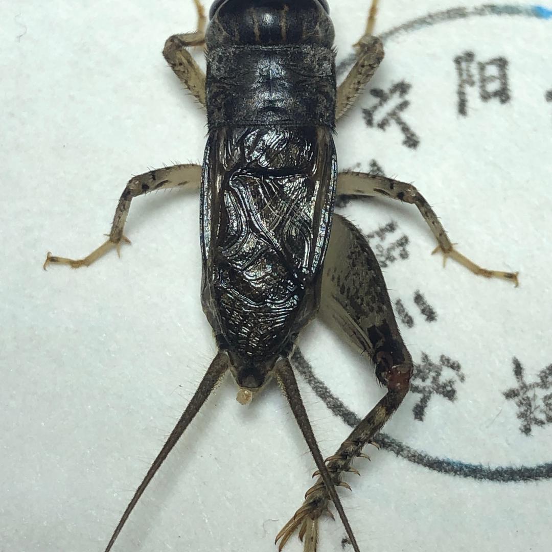 宁阳蟋蟀文化传承待秋鸣 宁阳小王