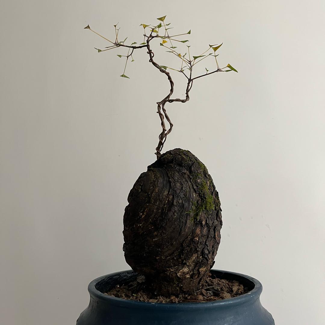 小栌子