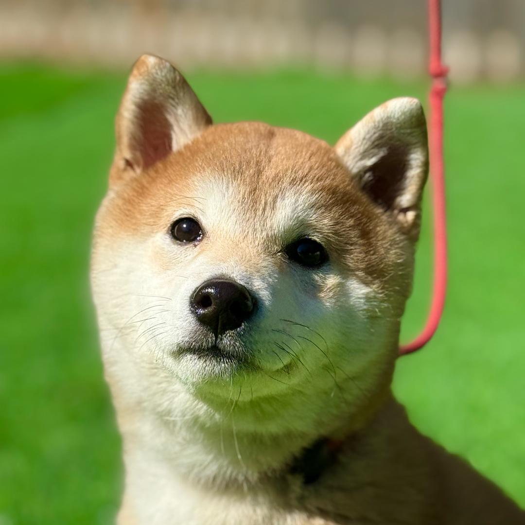 福州贝勒训犬学校