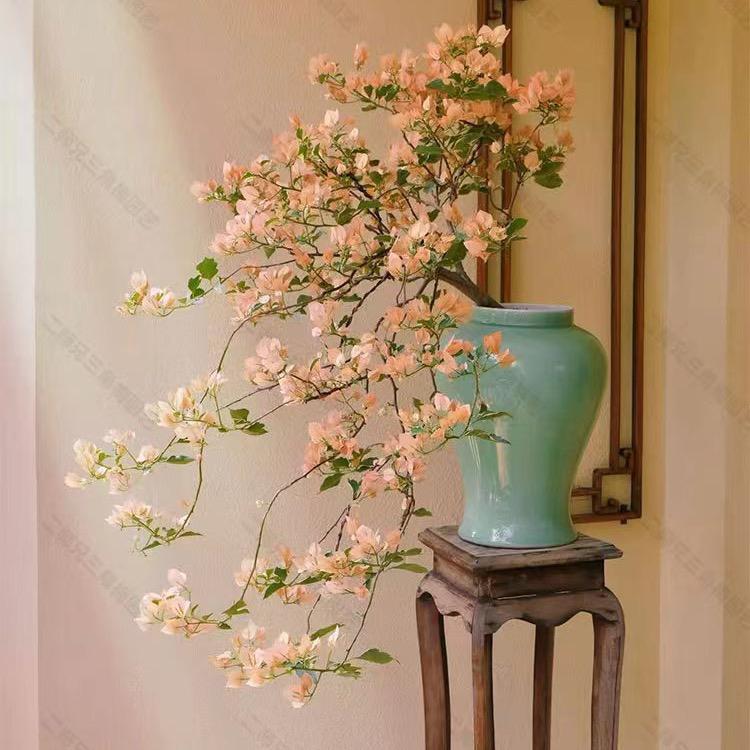 二师兄三角梅一店