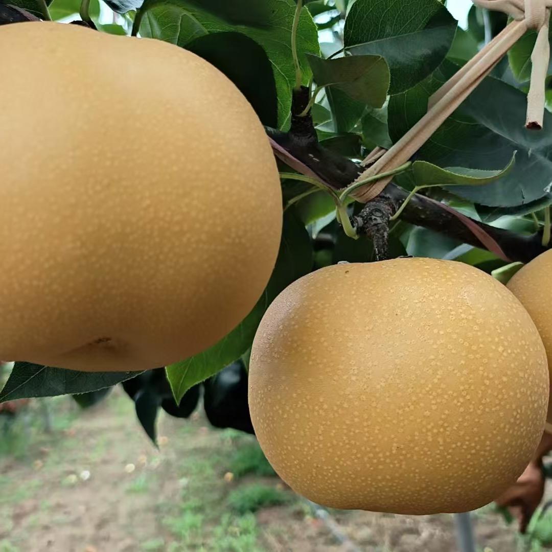 莱阳椿意秋月梨园