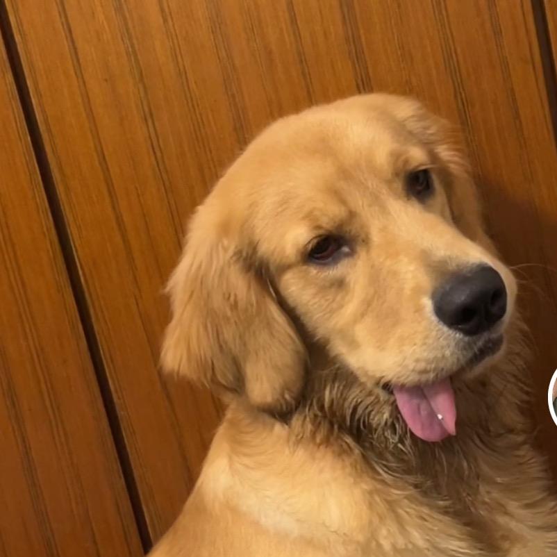 金毛艾迪是公主