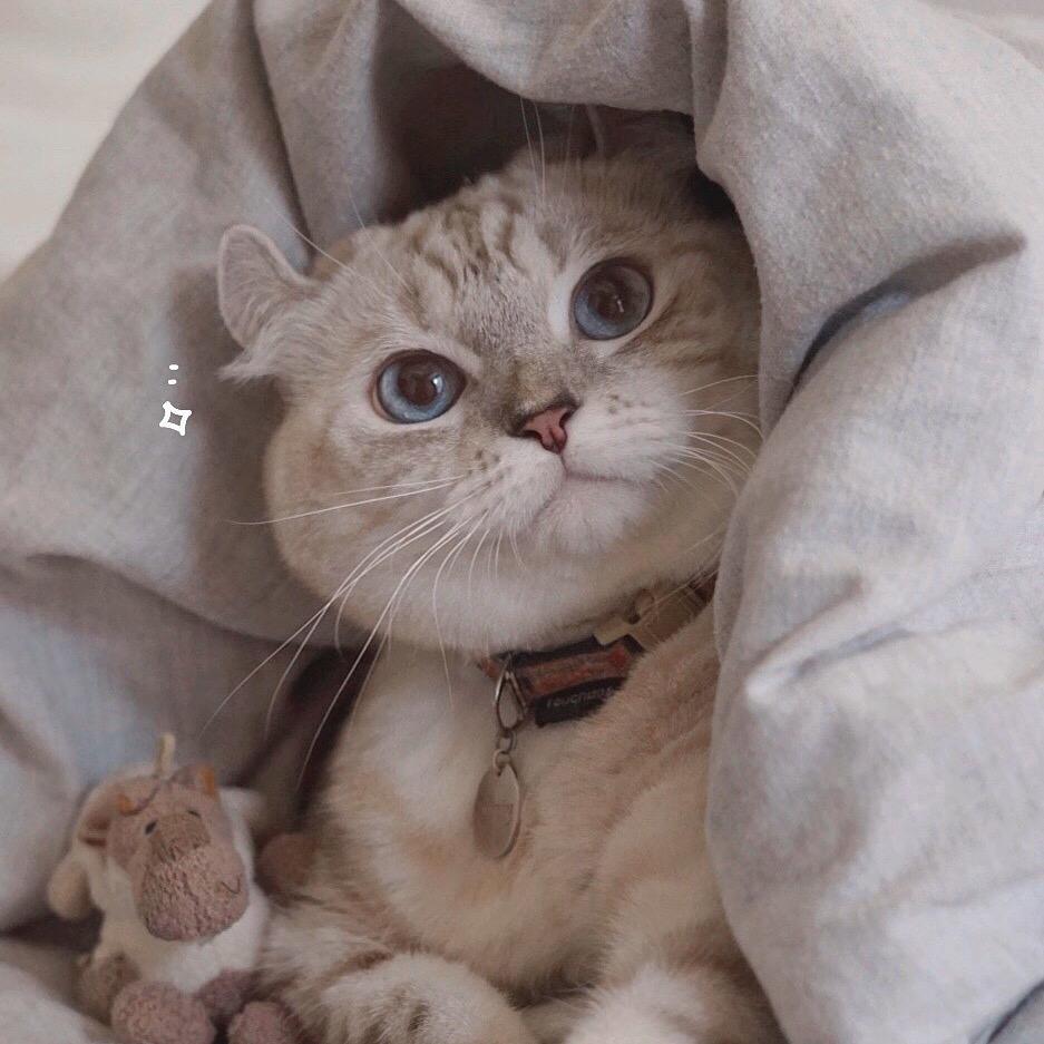 阿喵爱讲话