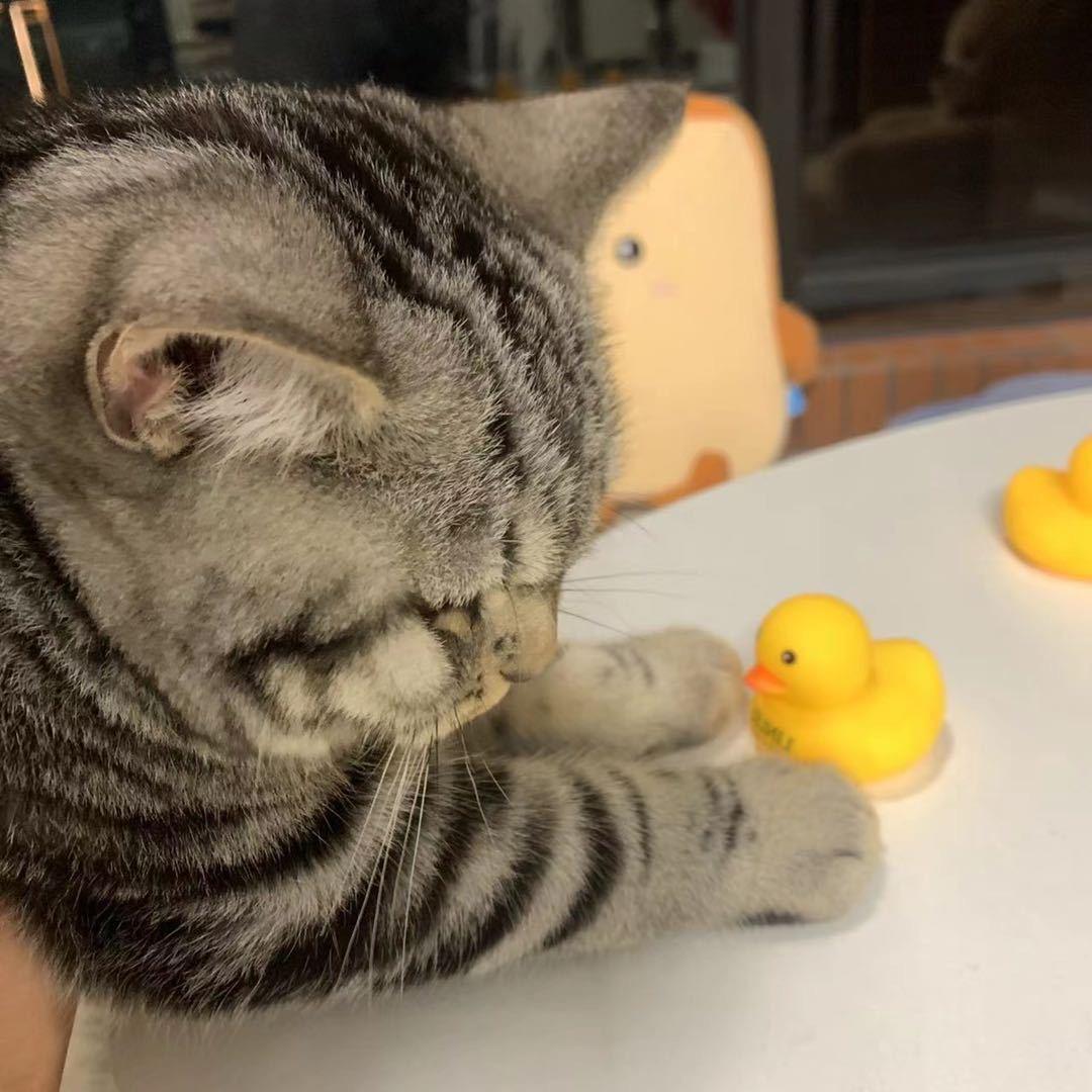 圈圈真的是只小老虎