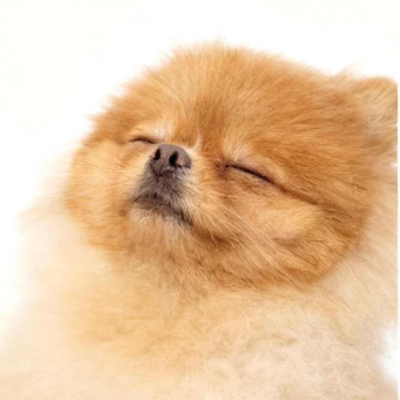 小🐶🐶