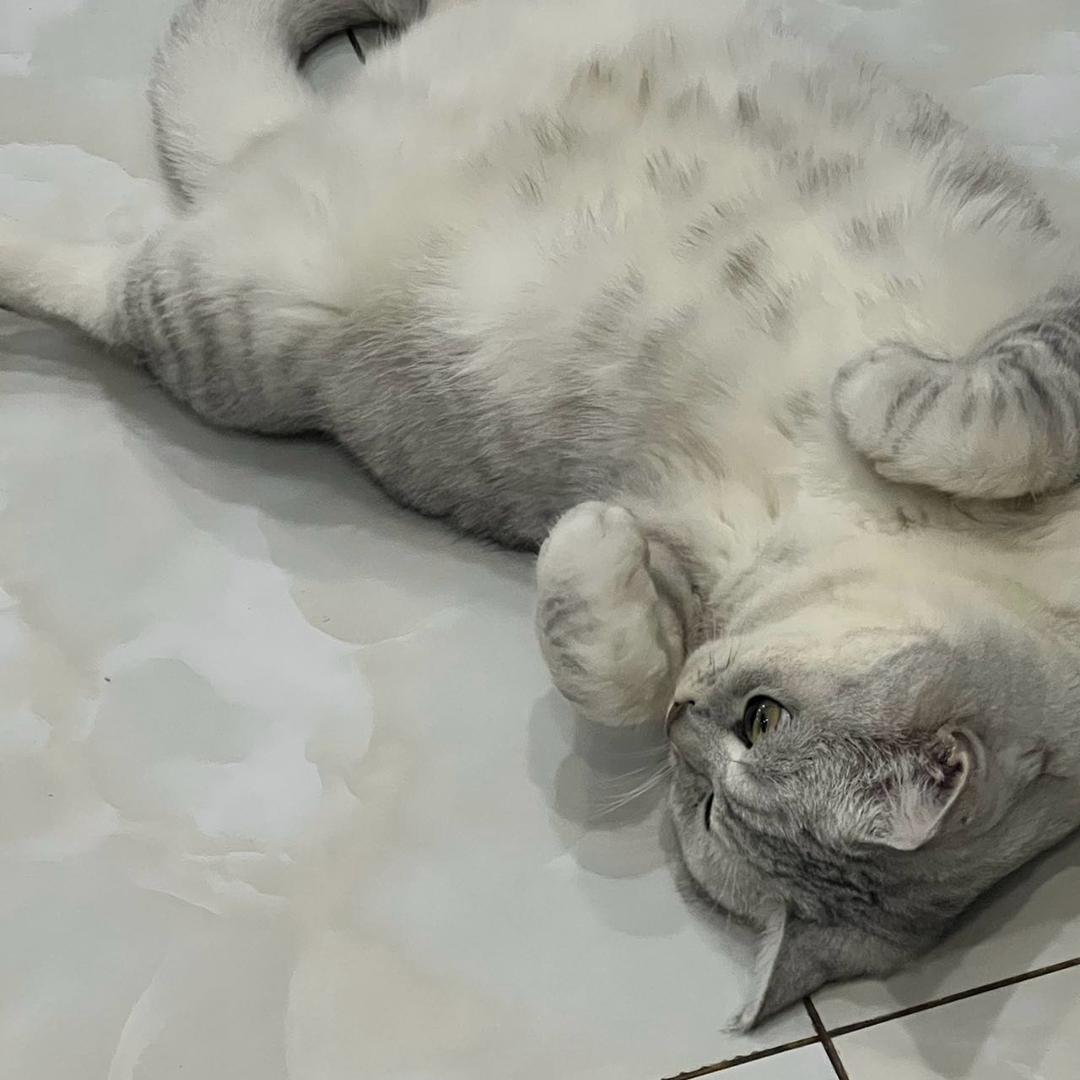 猫咪勇闯抖音