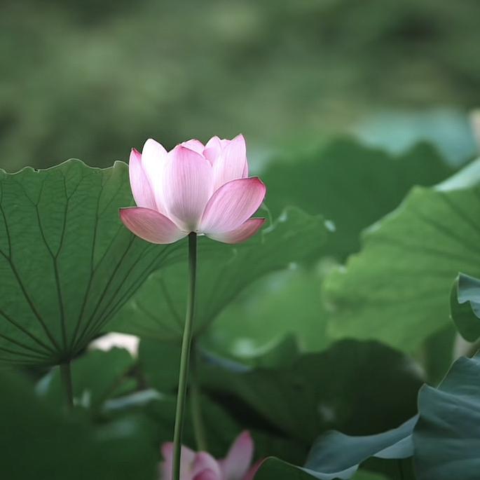 靚烋複