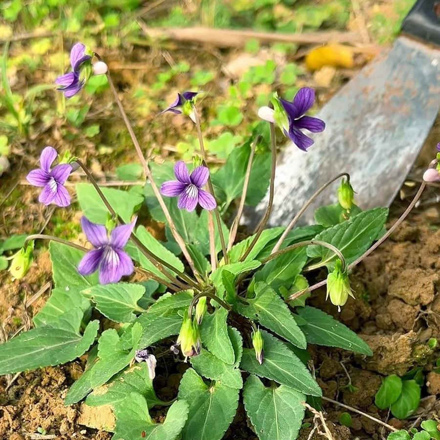 智慧种植任老师