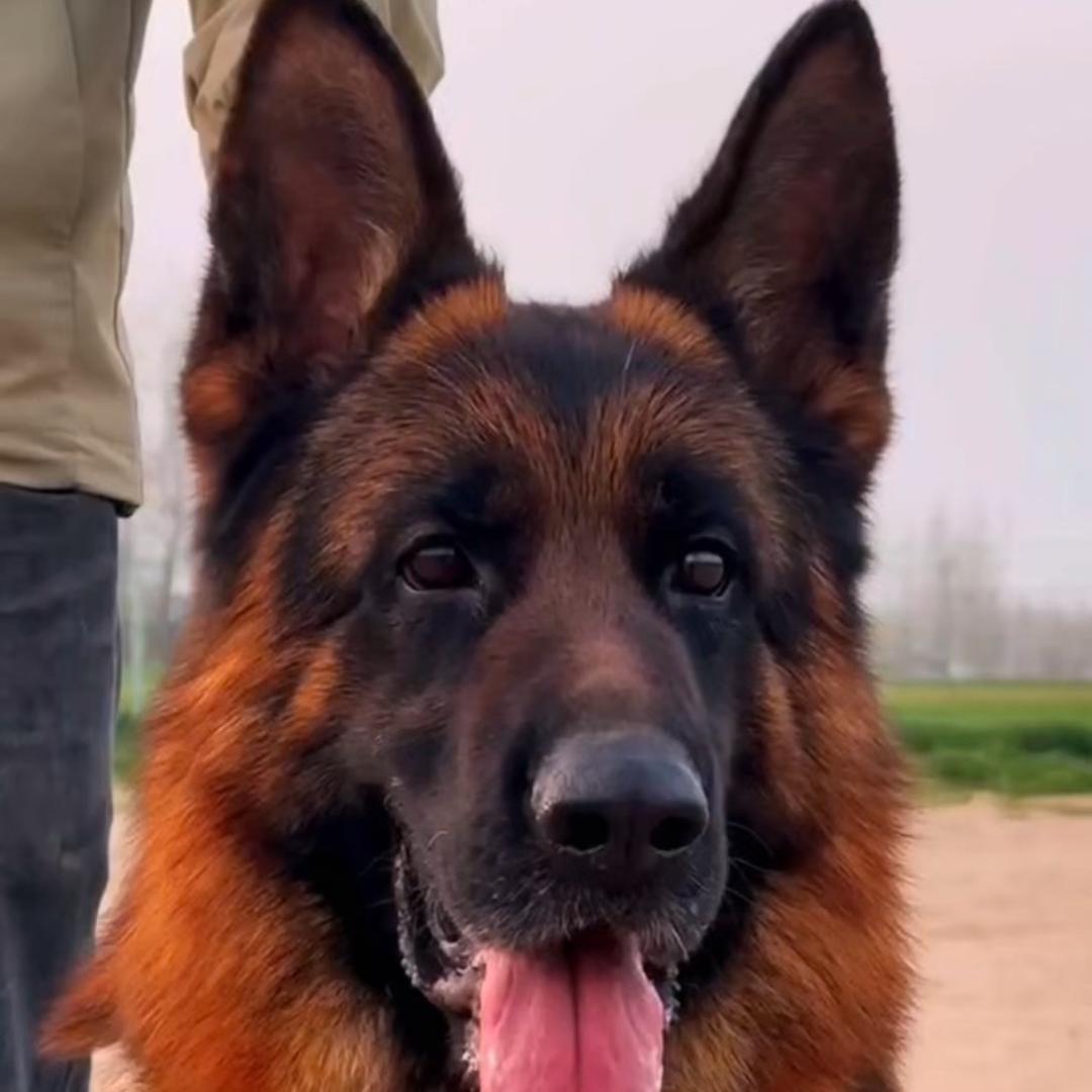 CSV马班长犬舍
