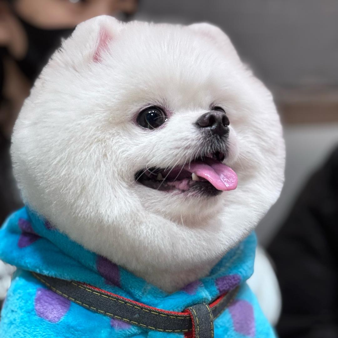 小元宝成长记