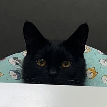 ꧁༺唐小猫༻꧂