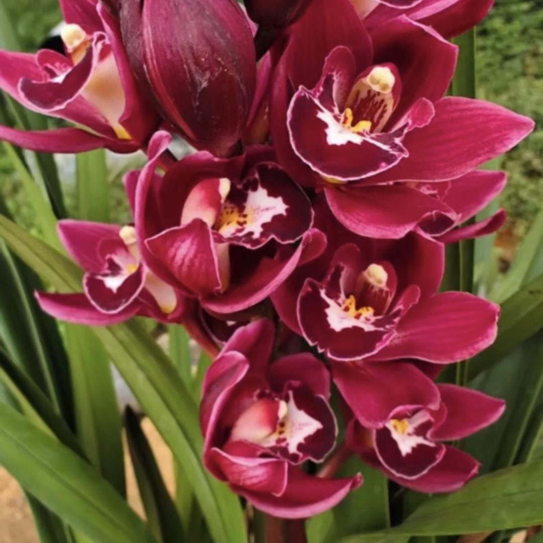 花亿朵花卉绿植