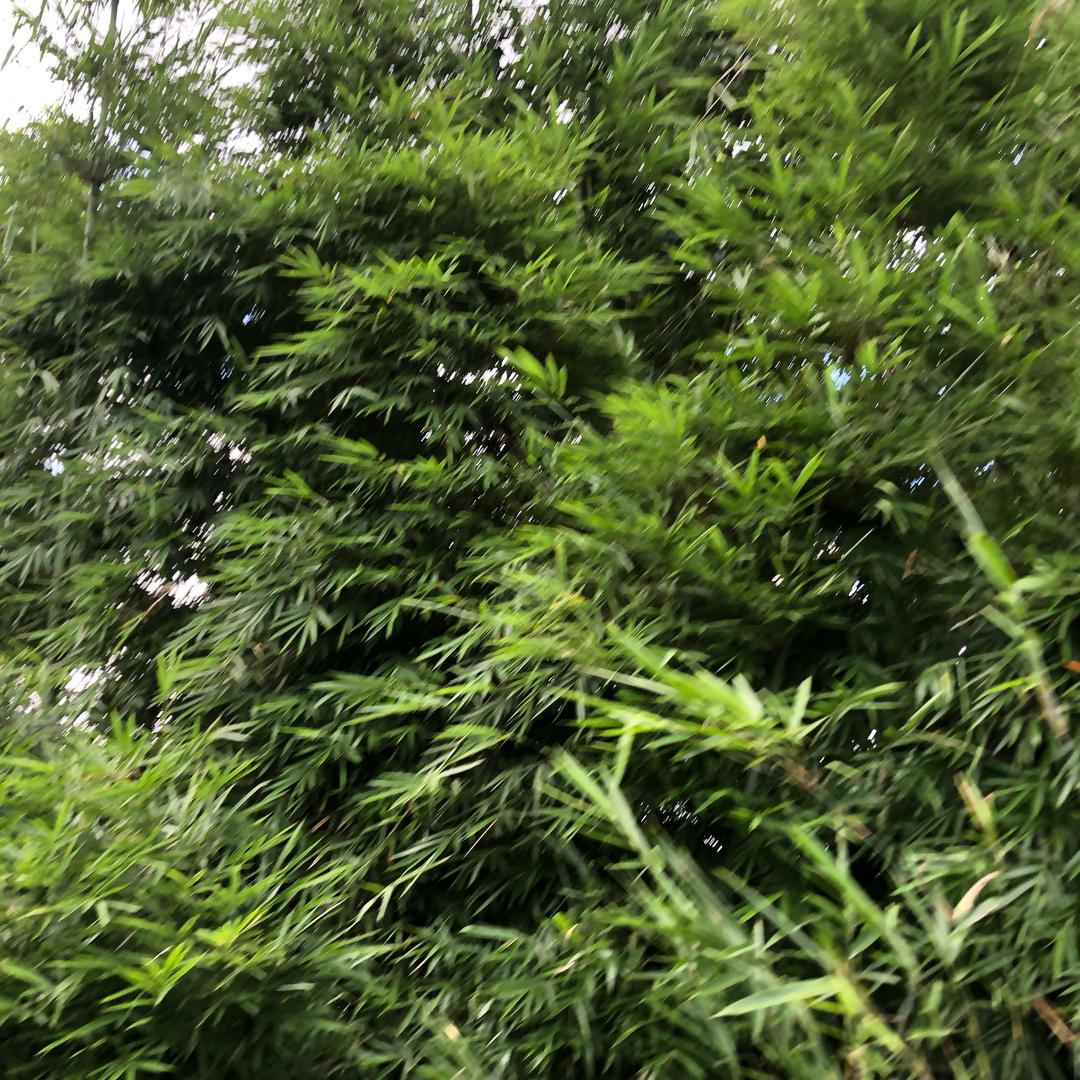 清风徐来……